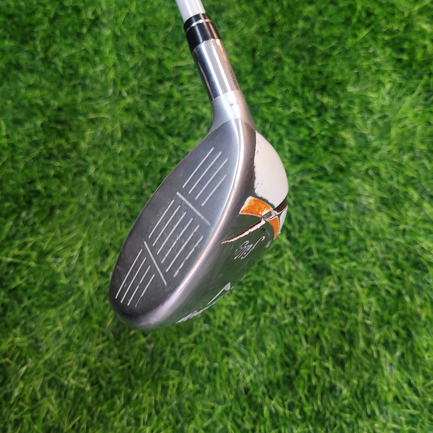 Callaway Wood  / filly / 4W / Women